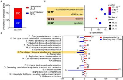 Rel-dependent decrease in the expression of ribosomal protein genes by inhibition of the respiratory electron transport chain in Mycobacterium smegmatis